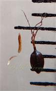  Nutlet and Stamen
